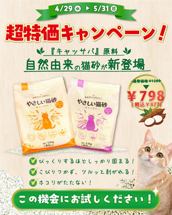 キャッサバ超特価キャンペーン